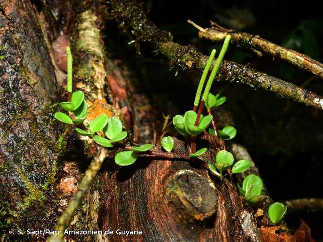 <i>Peperomia maguirei</i> Yunck., 1948 © S. Sant/Parc Amazonien de Guyane