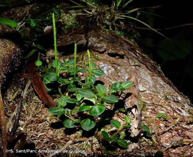 <i>Peperomia ouabianae</i> C.DC., 1923 © S. Sant/Parc Amazonien de Guyane