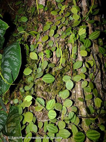 <i>Peperomia quadrangularis</i> (J.V.Thomps.) A.Dietr., 1831 © S. Sant/Parc Amazonien de Guyane