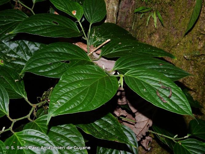 <i>Piper crassinervium</i> Kunth, 1816 © S. Sant/Parc Amazonien de Guyane