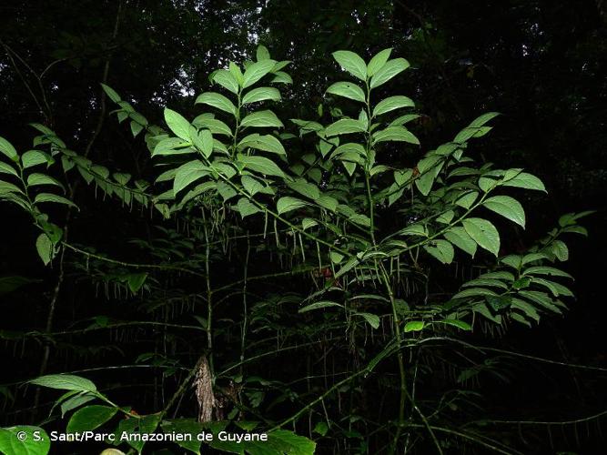 <i>Piper dumosum</i> Rudge, 1805 © S. Sant/Parc Amazonien de Guyane