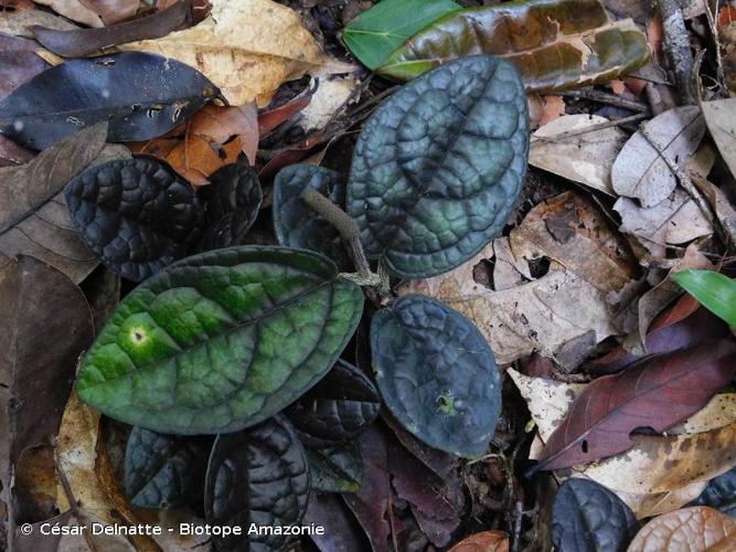 <i>Piper humistratum</i> Görts & K.U.Kramer, 1966 © César Delnatte - Biotope Amazonie