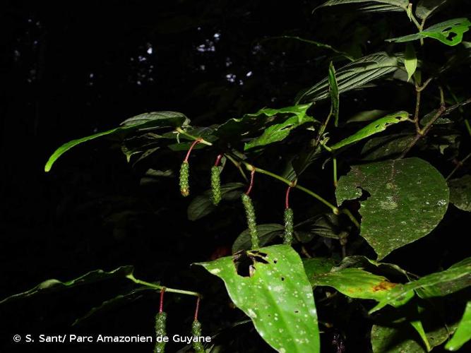 <i>Piper nigrispicum</i> C.DC., 1909 © S. Sant/ Parc Amazonien de Guyane