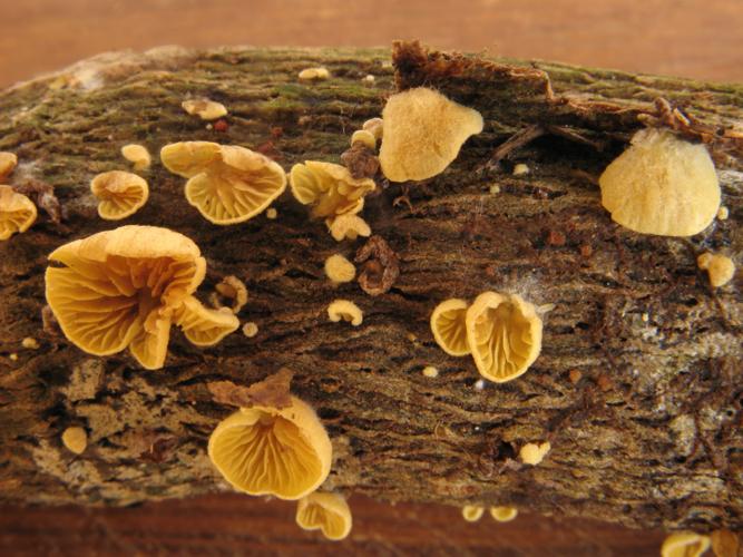 Crepidotus flavus (Saül, 2019) © G. Corriol/CBN Pyrénées et Midi-Pyrénées