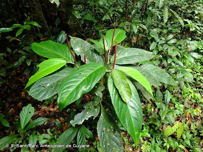 <i>Piper trichoneuron</i> (Miq.) C.DC., 1869 © S. Sant/Parc Amazonien de Guyane