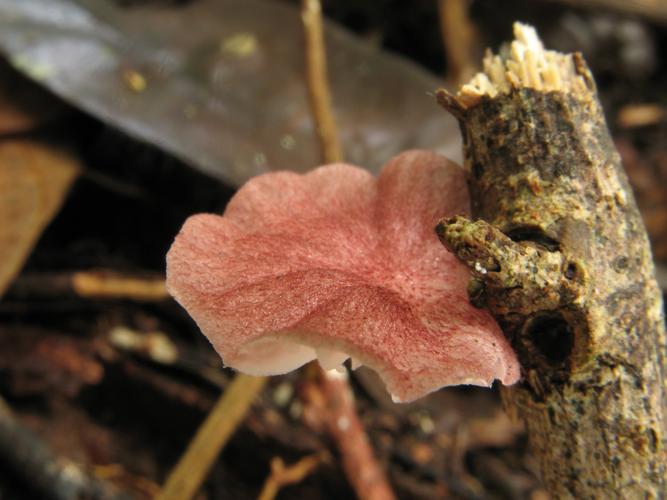 Crinipellis eggersii (Saül, 2019) © G. Corriol/CBN Pyrénées et Midi-Pyrénées