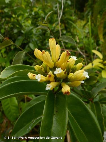 <i>Moutabea guianensis</i> Aubl., 1775 © S. Sant/Parc Amazonien de Guyane