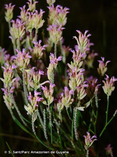 <i>Polygala adenophora</i> DC., 1824 © S. Sant/Parc Amazonien de Guyane