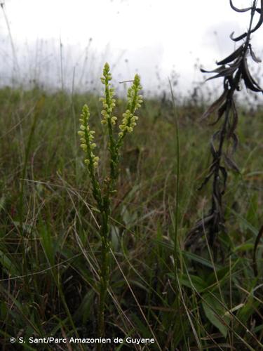 <i>Polygala appressa</i> Benth., 1841 © S. Sant/Parc Amazonien de Guyane