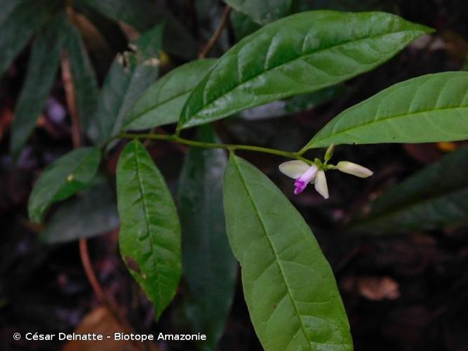 <i>Polygala membranacea</i> (Miq.) Görts, 1974 © César Delnatte - Biotope Amazonie