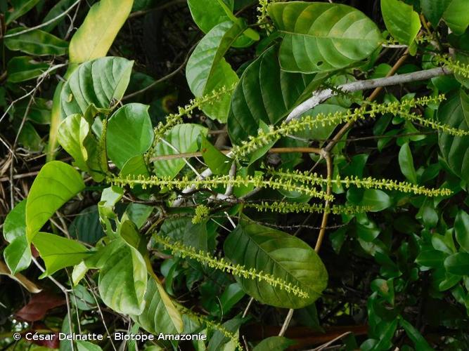 <i>Coccoloba excelsa</i> Benth., 1845 © César Delnatte - Biotope Amazonie