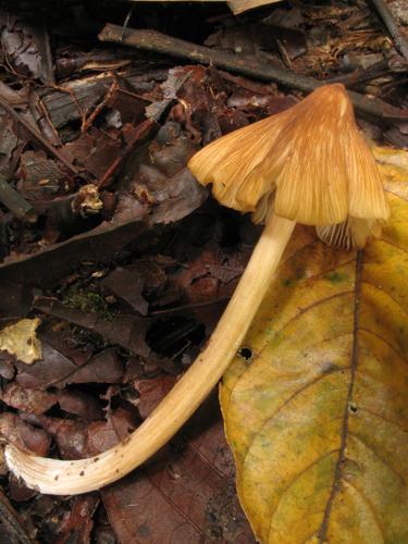 Entoloma acutopallidum (Saül, 2019) © G. Corriol/CBN Pyrénées et Midi-Pyrénées