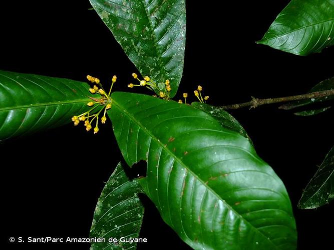 <i>Quiina guianensis</i> Aubl., 1775 © S. Sant/Parc Amazonien de Guyane