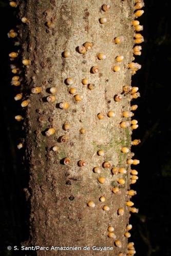 <i>Apodanthes caseariae</i> Poit., 1824 © S. Sant/Parc Amazonien de Guyane