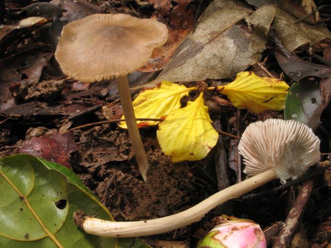 Entoloma cystidiophorum (Saül, 2019) © G. Corriol/CBN Pyrénées et Midi-Pyrénées