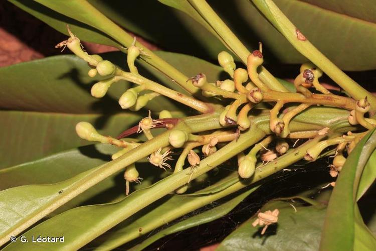 <i>Rhabdodendron amazonicum</i> (Spruce ex Benth.) Huber, 1909 © G. Léotard