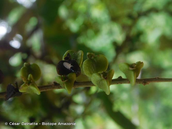 <i>Gouania striata</i> Rich., 1792 © César Delnatte - Biotope Amazonie