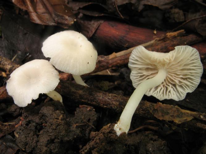 Entoloma davidii (Saül, 2019) © G. Corriol/CBN Pyrénées et Midi-Pyrénées