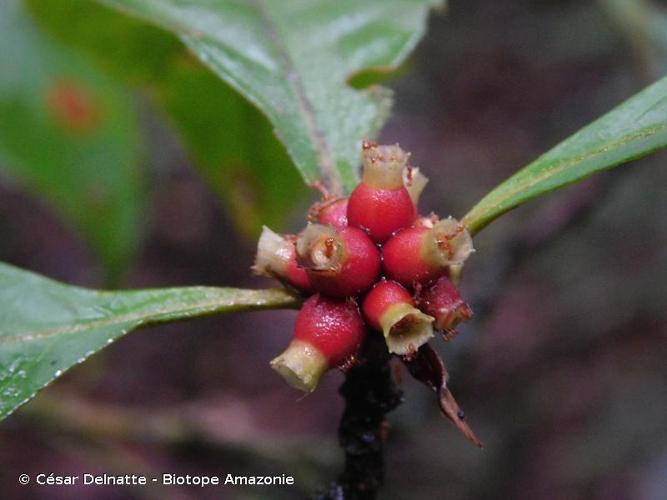 <i>Amaioua guianensis</i> Aubl., 1775 © César Delnatte - Biotope Amazonie