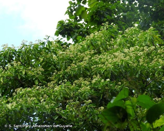 <i>Chimarrhis microcarpa</i> Standl., 1926 © S. Sant/Parc Amazonien de Guyane