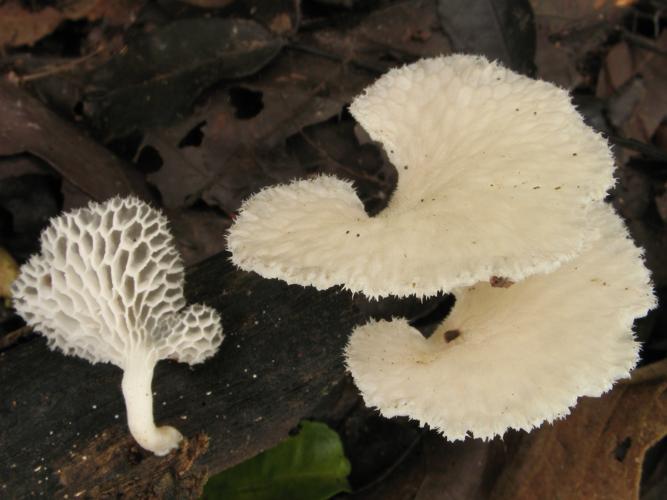 Favolus tenuiculus (Saül, 2019) © G. Corriol/CBN Pyrénées et Midi-Pyrénées