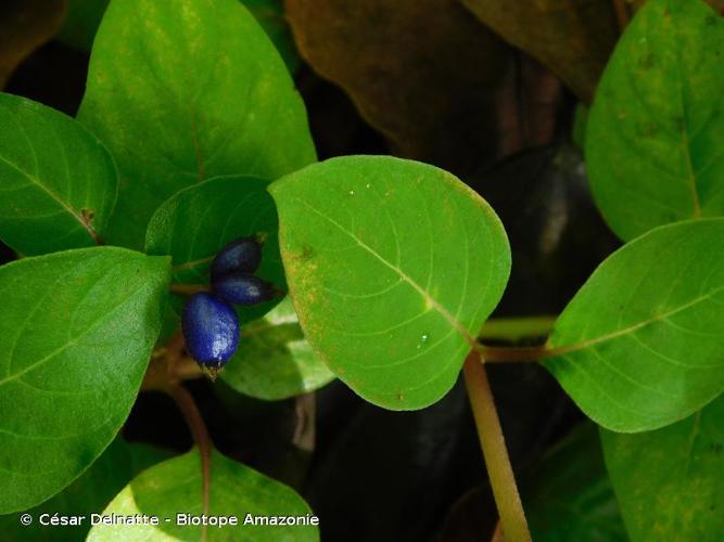 <i>Coccocypselum guianense</i> (Aubl.) K.Schum., 1889 © César Delnatte - Biotope Amazonie