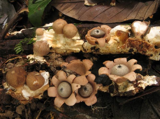 Geastrum neoamericanum (Saül, 2019) © G. Corriol/CBN Pyrénées et Midi-Pyrénées