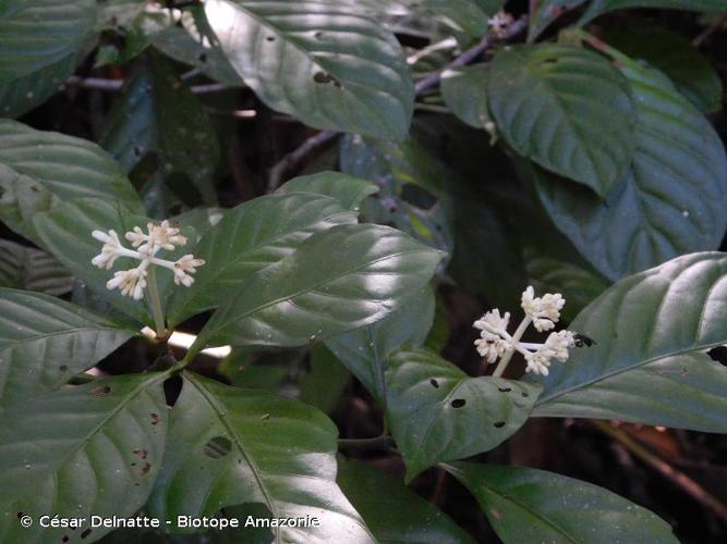 <i>Coussarea micrococca</i> Bremek., 1934 © César Delnatte - Biotope Amazonie