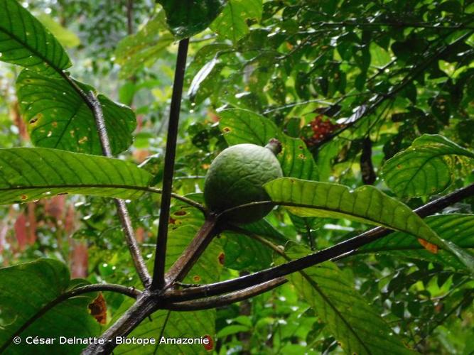 <i>Duroia aquatica</i> (Aubl.) Bremek., 1934 © César Delnatte - Biotope Amazonie