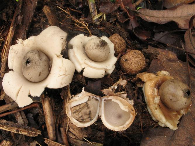 Geastrum rusticum (Saül, 2019) © G. Corriol/CBN Pyrénées et Midi-Pyrénées