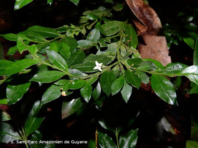 <i>Faramea lourteigiana</i> Steyerm., 1972 © S. Sant/Parc Amazonien de Guyane