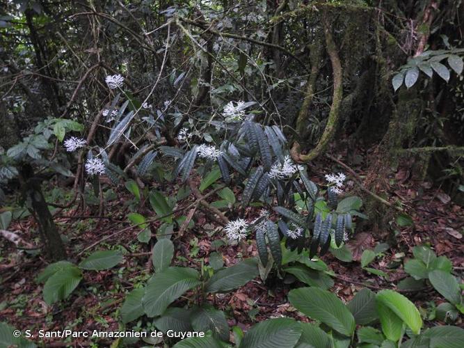 <i>Faramea multiflora</i> A.Rich., 1830 © S. Sant/Parc Amazonien de Guyane