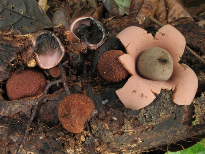 Geastrum echinulatum (Saül, 2019) © G. Corriol/CBN Pyrénées et Midi-Pyrénées