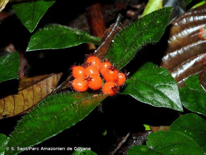 <i>Geophila cordifolia</i> Miq., 1851 © S. Sant/Parc Amazonien de Guyane