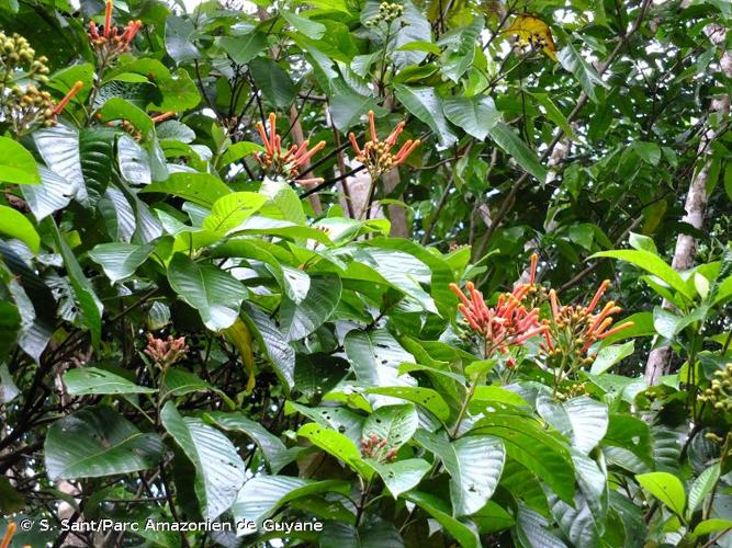 <i>Isertia coccinea</i> (Aubl.) J.F.Gmel., 1791 © S. Sant/Parc Amazonien de Guyane