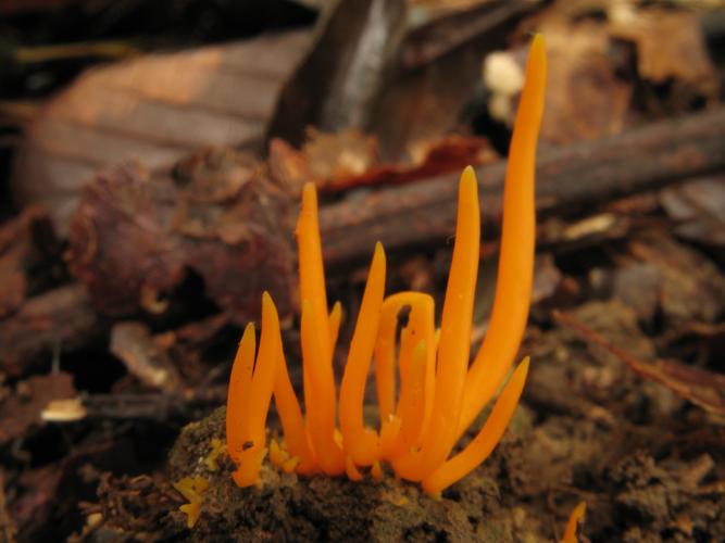 Clavulinopsis aurantiocinnabarina (Saül, 2019) © G. Corriol/CBN Pyrénées et Midi-Pyrénées