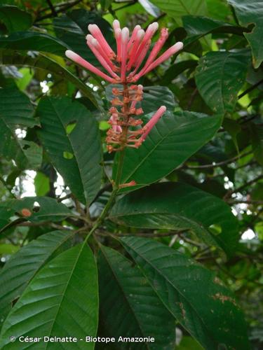 <i>Isertia spiciformis</i> DC., 1830 © César Delnatte - Biotope Amazonie