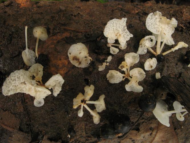 Gloiocephala spathularia (Saül, 2019) © G. Corriol/CBN Pyrénées et Midi-Pyrénées