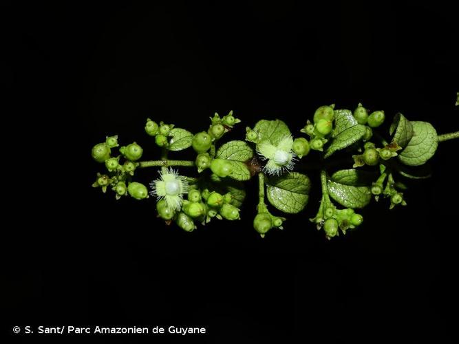 <i>Manettia alba</i> (Aubl.) Wernham, 1919 © S. Sant/ Parc Amazonien de Guyane