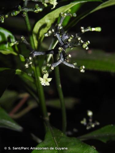 <i>Notopleura microbracteata</i> (Steyerm.) C.M.Taylor, 2001 © S. Sant/Parc Amazonien de Guyane