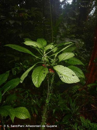 <i>Notopleura saulensis</i> (Steyerm.) C.M.Taylor, 2001 © S. Sant/Parc Amazonien de Guyane