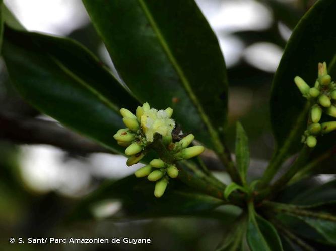 <i>Pagamea guianensis</i> Aubl., 1775 © S. Sant/ Parc Amazonien de Guyane