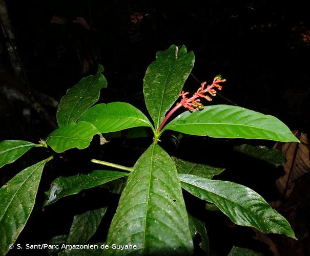 <i>Palicourea calophylla</i> DC., 1830 © S. Sant/Parc Amazonien de Guyane