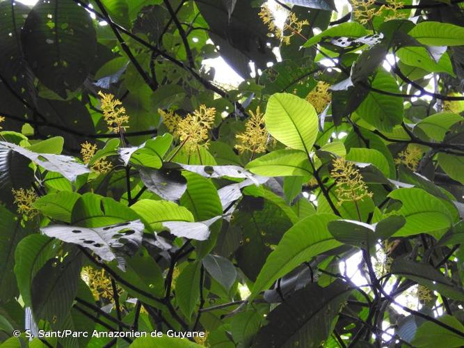 <i>Palicourea guianensis</i> Aubl., 1775 © S. Sant/Parc Amazonien de Guyane