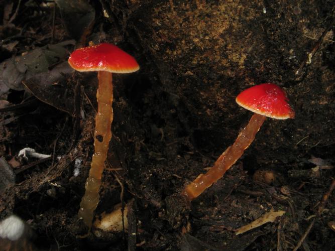 Hygrocybe hypohaemacta (Saül, 2019) © G. Corriol/CBN Pyrénées et Midi-Pyrénées