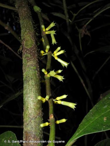 <i>Patima guianensis</i> Aubl., 1775 © S. Sant/Parc Amazonien de Guyane