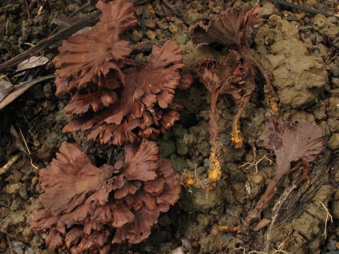 Hymenochaete damaecornis (Saül, 2019) © G. Corriol/CBN Pyrénées et Midi-Pyrénées