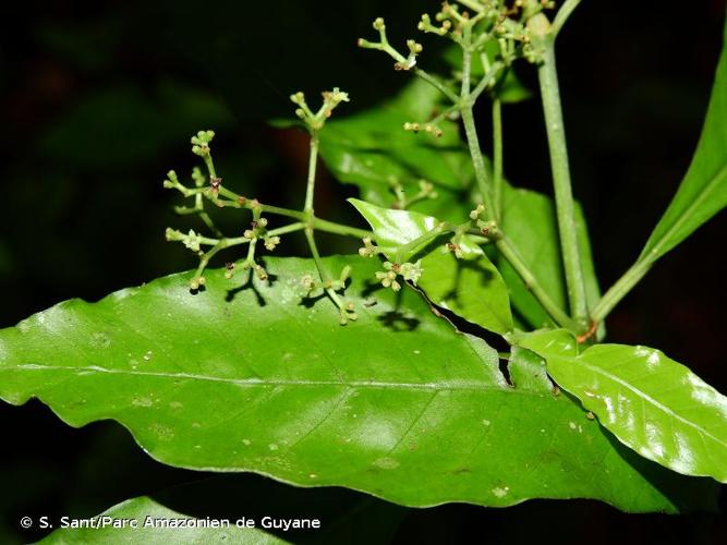 <i>Psychotria borjensis</i> Kunth, 1819 © S. Sant/Parc Amazonien de Guyane