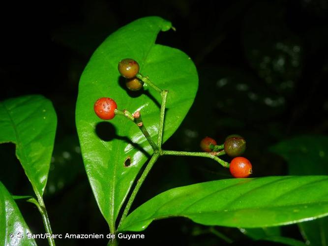 <i>Psychotria perferruginea</i> Steyerm., 1981 © S. Sant/Parc Amazonien de Guyane