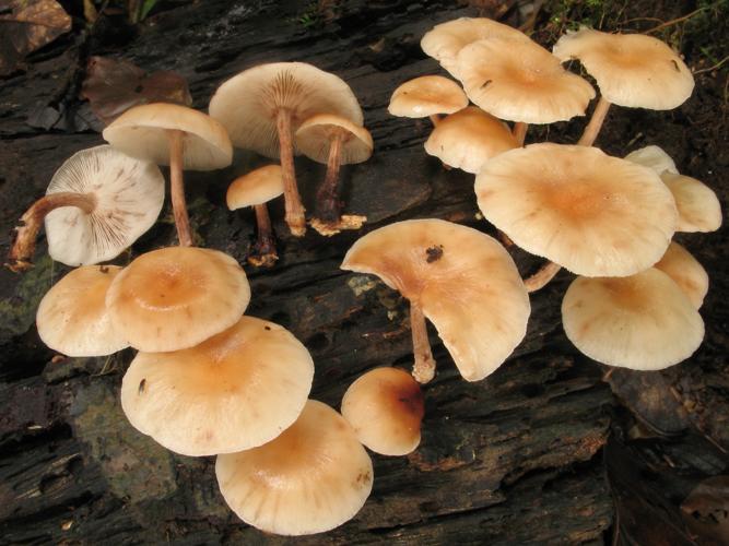 Lentinula raphanica (Saül, 2019) © G. Corriol/CBN Pyrénées et Midi-Pyrénées